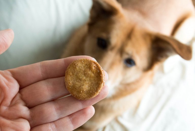 How do I choose the right CBD dog treats for my pet?