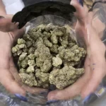 Cannabis Experience: Flavor Profiles and Preferences in weed Edibles