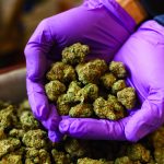 cbd flower