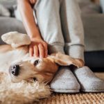 affordable pet care