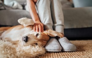 affordable pet care
