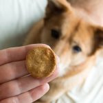 Gummy Miracles: Investigating the Role of CBD in Chronic Pain Management