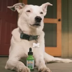 dog cbd oil scaled